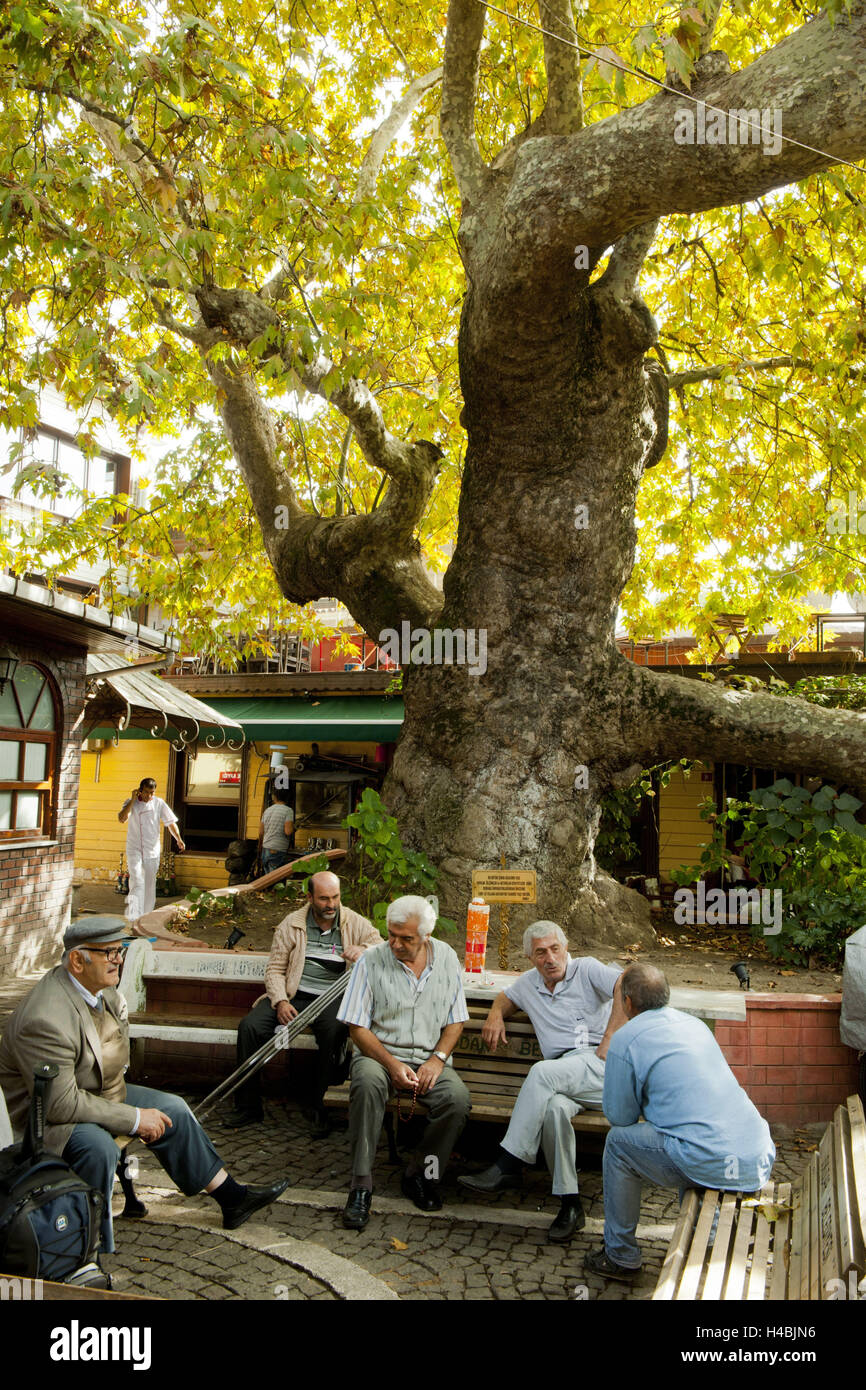 Turkey, Istanbul, Cengelköy, men under the old tree Katil Cinar, gigantic plane tree, regular perimetre: 6.6 m, diameters: 1.92 m, high: 15 m, old person: approx. 500 years, Stock Photo