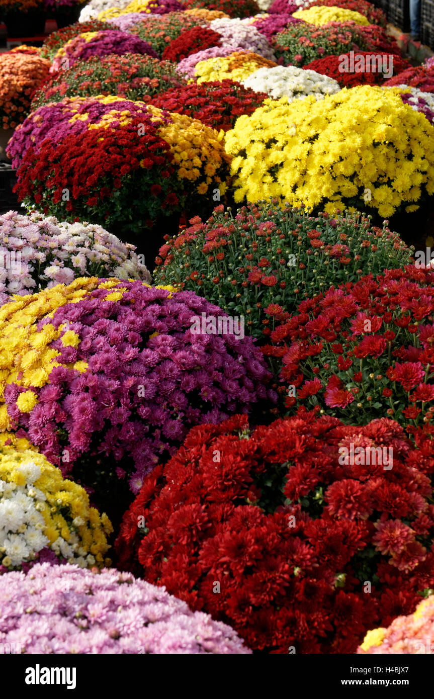 Colorful chrysanthemums or potted mums for sale at the Jean Talon