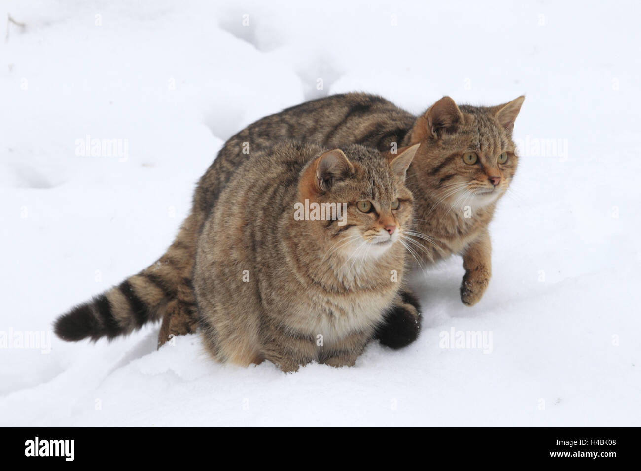 Two European wildcats in the snow, Stock Photo
