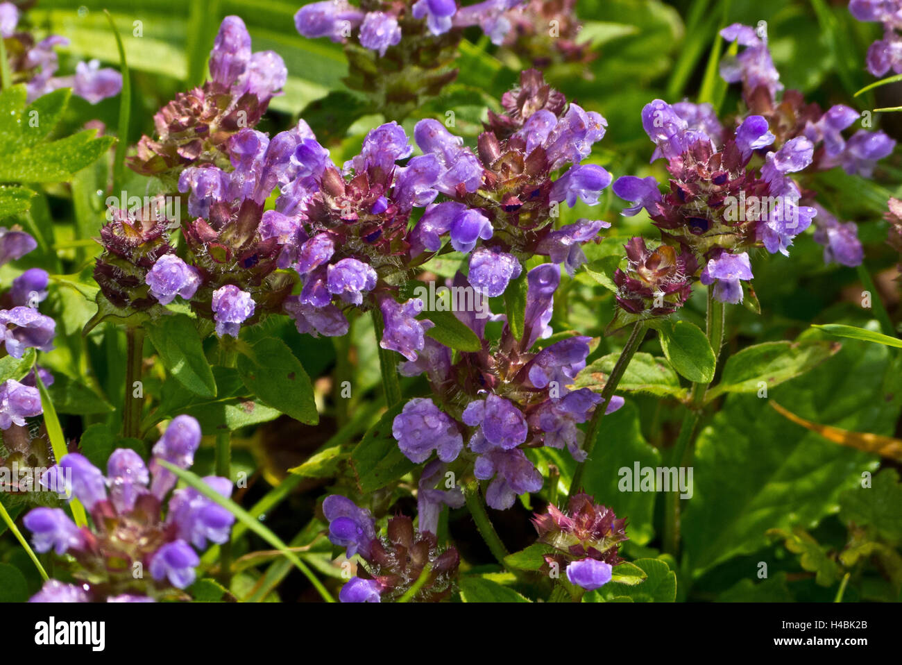 Common self-heal, Prunella vulgaris, blossoming, Stock Photo