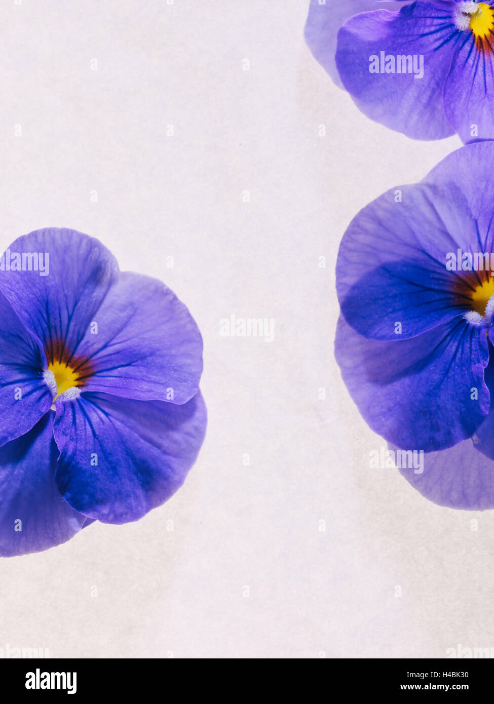 Violets, blossoms, violet, blue, viola odorata Stock Photo Alamy