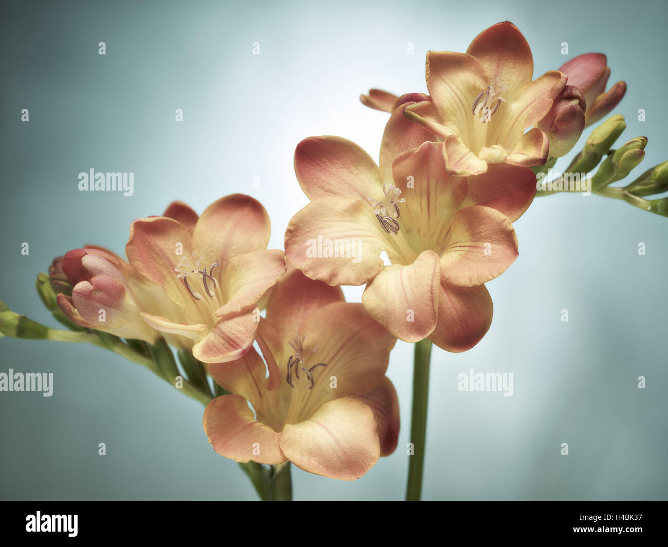 Freesia, flower, blossoms, buds, still life, pink, yellow, blue, Stock Photo