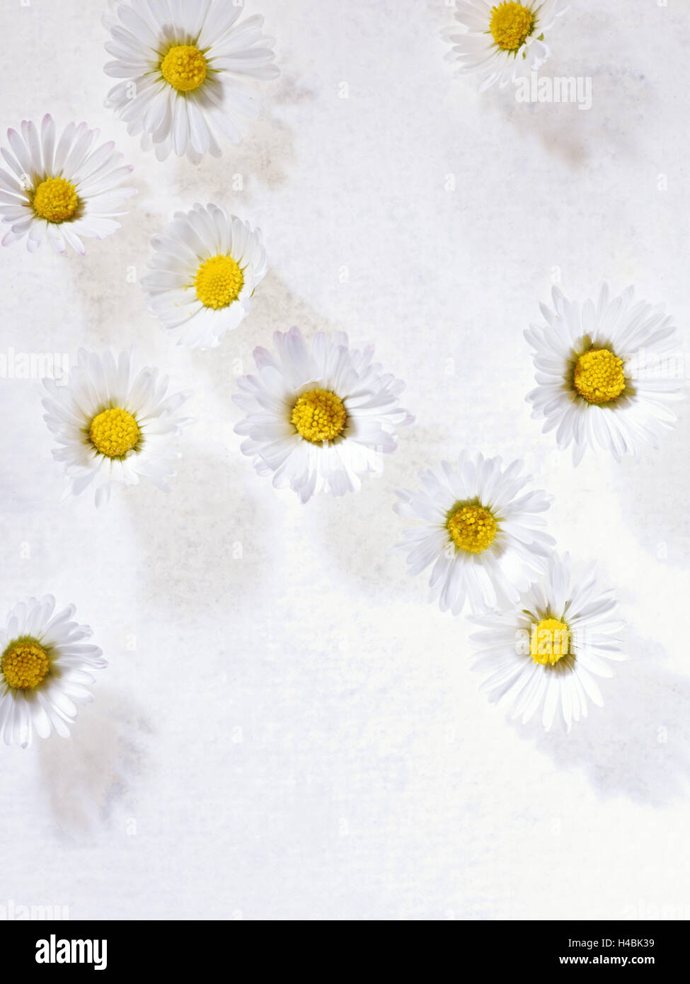 Daisy, Bellis perennis, blossoms, white, Stock Photo