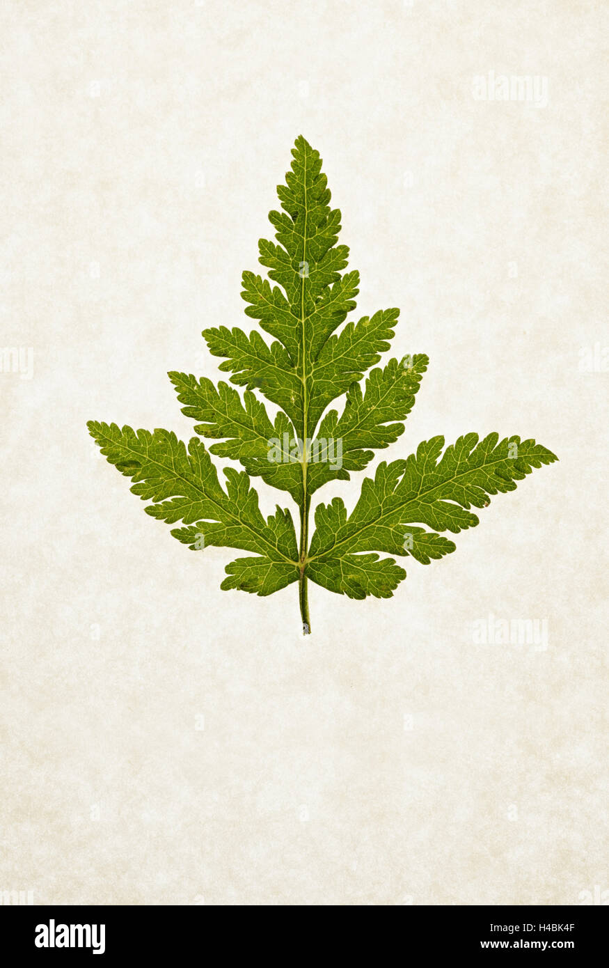 Leaves of the sweet cicely, Myrrhis odorata, green, still life, Stock Photo