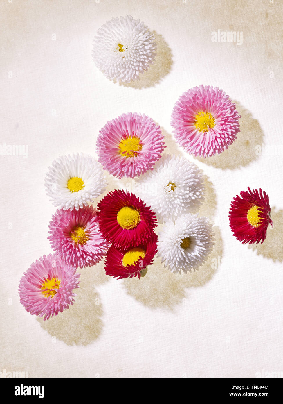 Daisy, Bellis perennis, blossoms, pink, white, red, Stock Photo