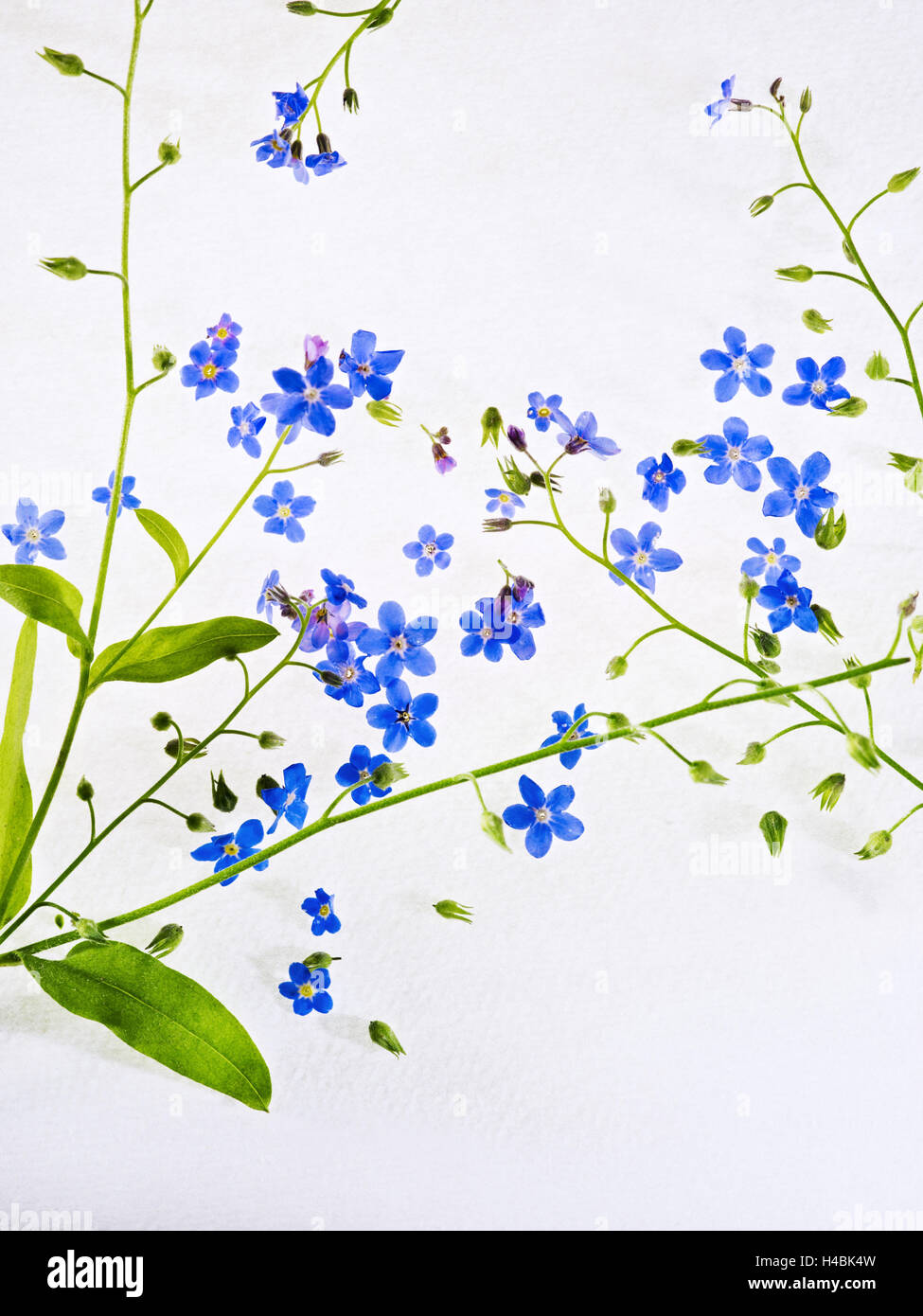 Forget-me-not, Myosotis sylvatica, leaves, blossoms, blue, violet, white, still life, Stock Photo
