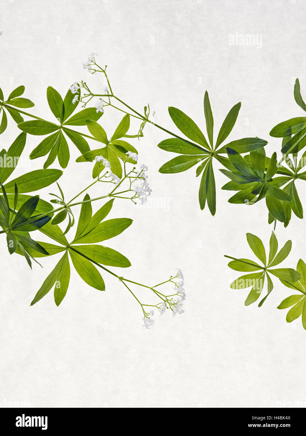 Woodruff, Galium odoratum, leaves, green, blossom, Stock Photo