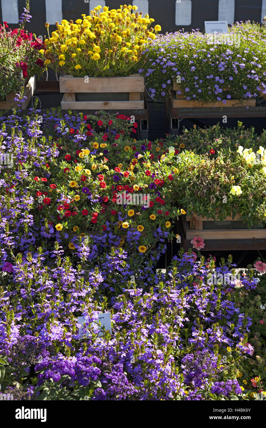 Flower, garden, colorful, cottage gardens Stock Photo Alamy