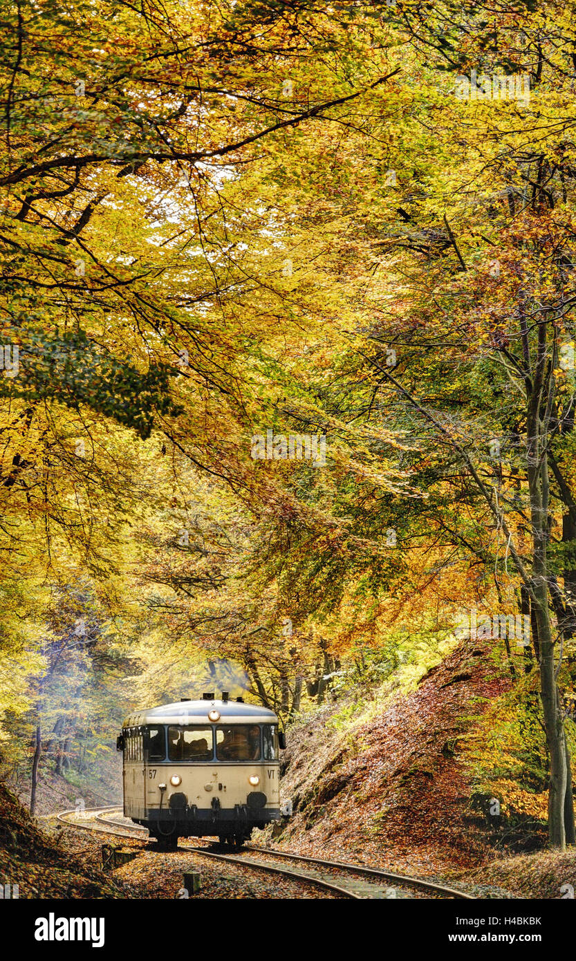 Train passes through a forest, track, fall foliage, back light