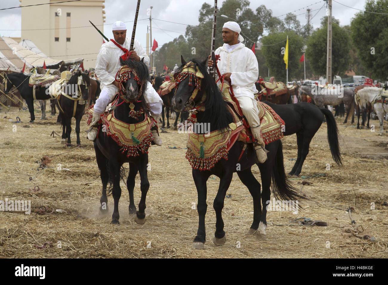 Africa, Morocco, Meknes, Rommani, horses with riders at a Fantasia, Stock Photo