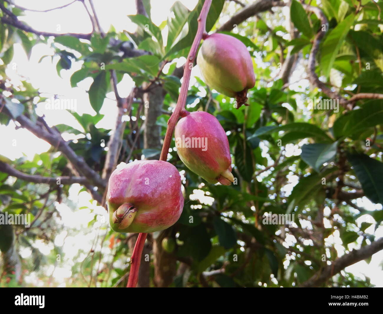Malay rose apple, Malay apple, mountain apple, rose apple, Otaheite cashew, pink satin-ash, pommerac, Jamaican apple Stock Photo