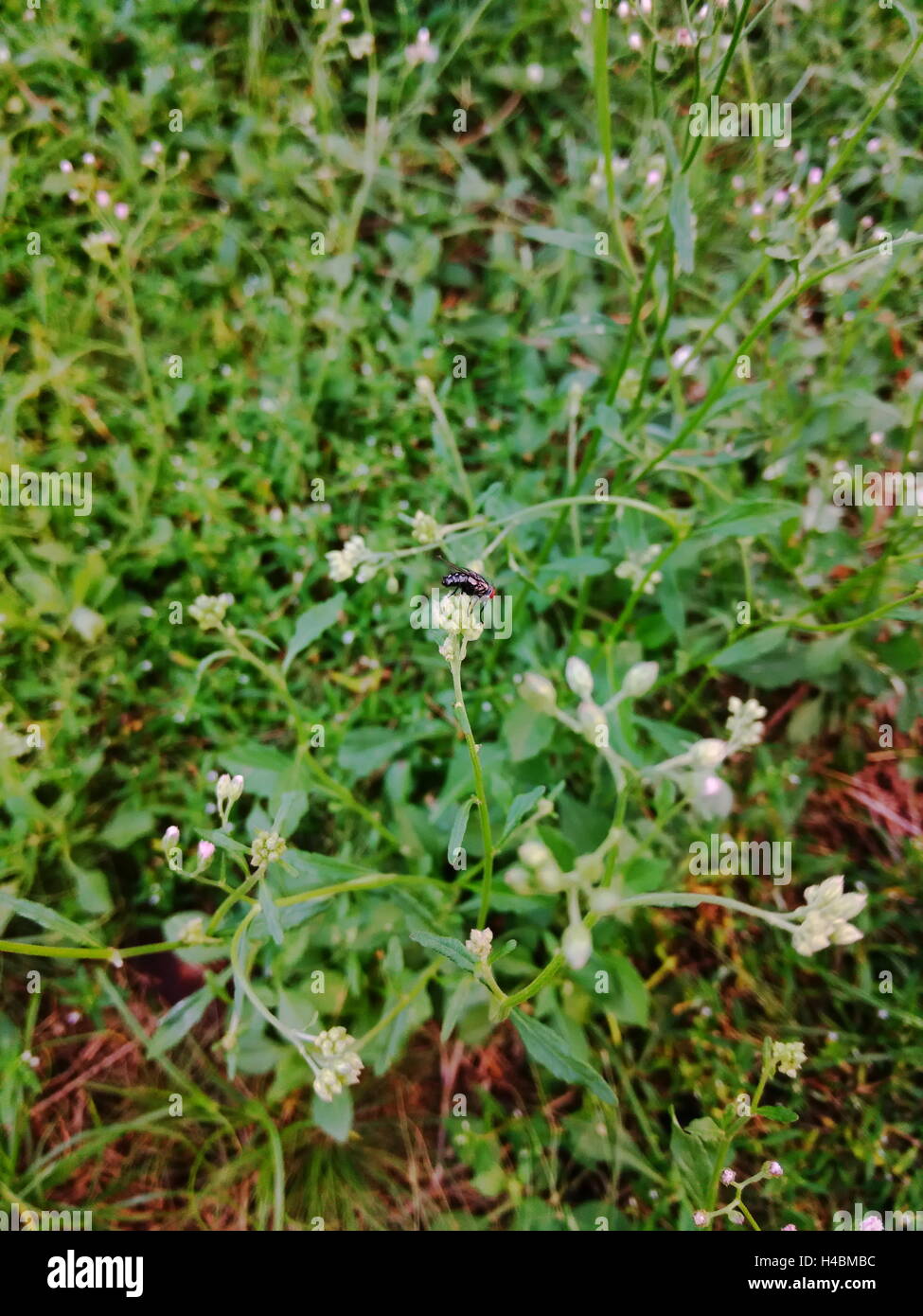 fly sitting on little ironweed, purple fleabane,  Ash-coloured fleabane, Ash-coloured ironweed, Purple-flowered fleabane Stock Photo