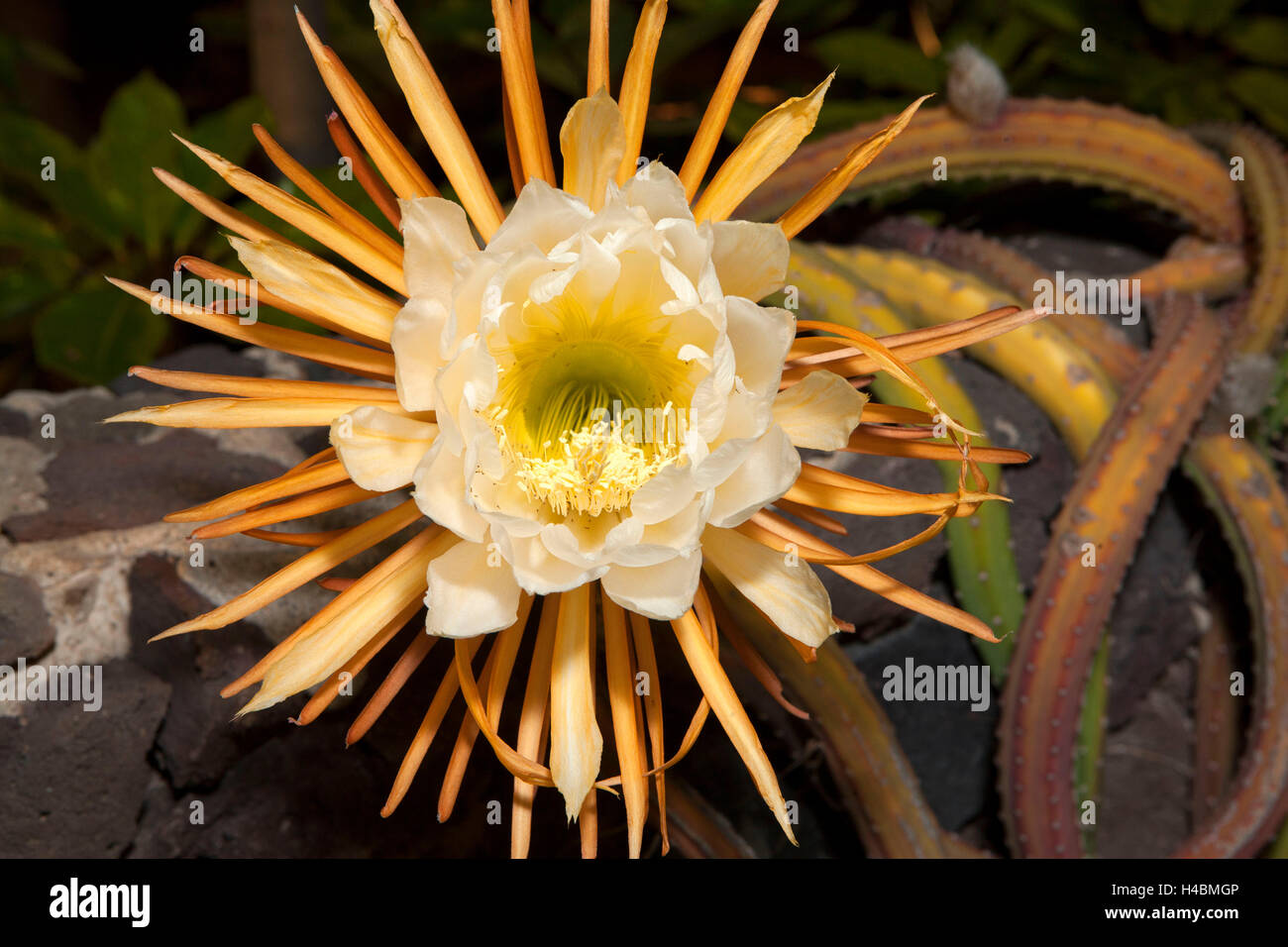 Blossom, queen of the night, Harrisia pomanensis, Tenerife, Canary Islands, Spain, Europe Stock Photo