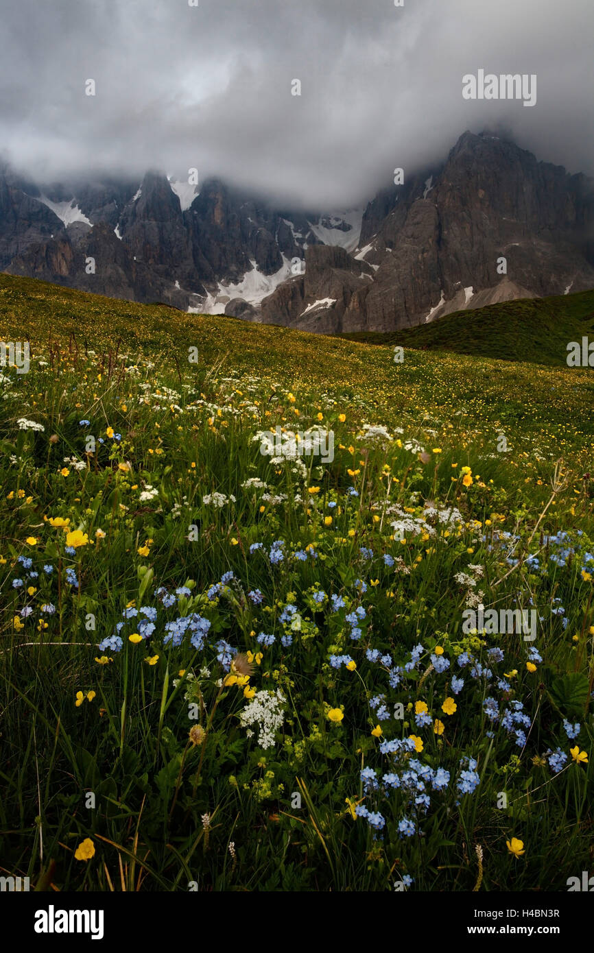 Summer, meadow, flowers, mountains, mountain range, the Alps, Pale di San Martino, Italy Stock Photo
