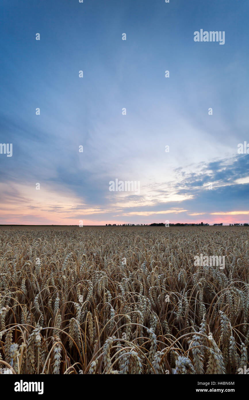Grain, field, Rurally, agriculture, sundown, Central Germany, Saxon, Germany Stock Photo