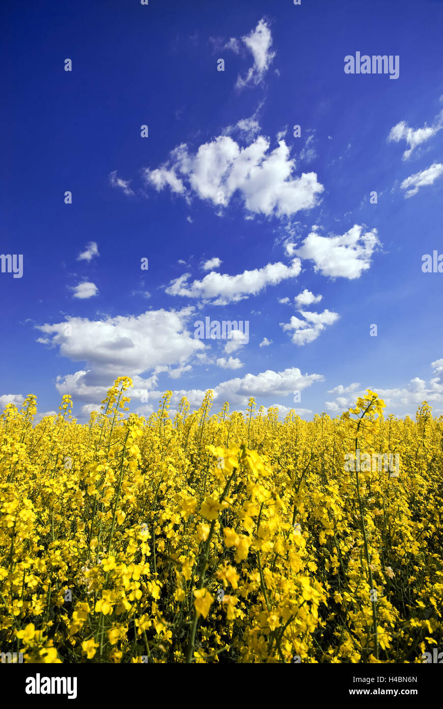 colza, field, clouds, Rurally, agriculture, Central Germany, Saxony-Anhalt, Germany Stock Photo