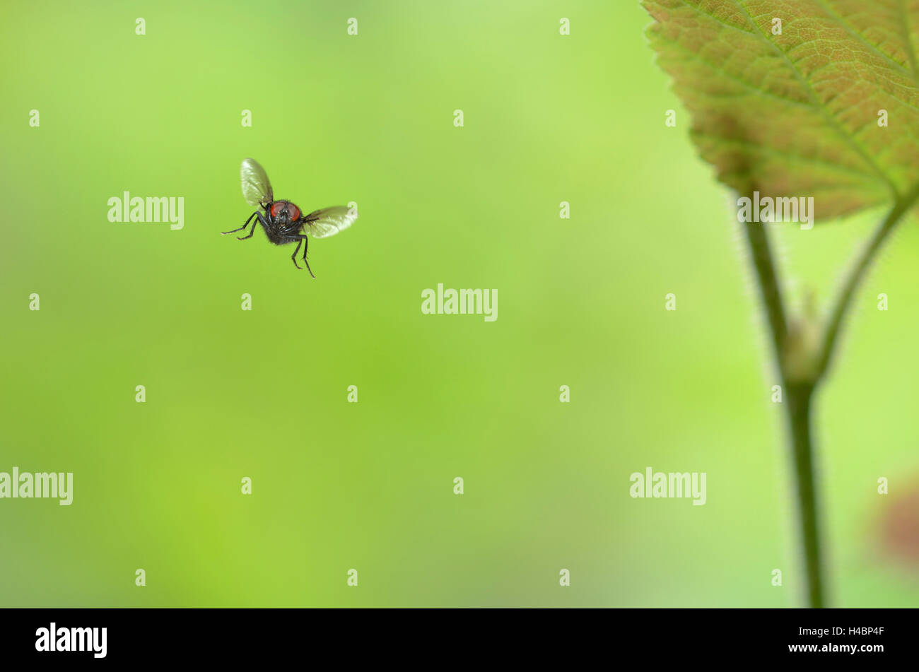 Blue blowfly, Calliphora vicina, flying Stock Photo