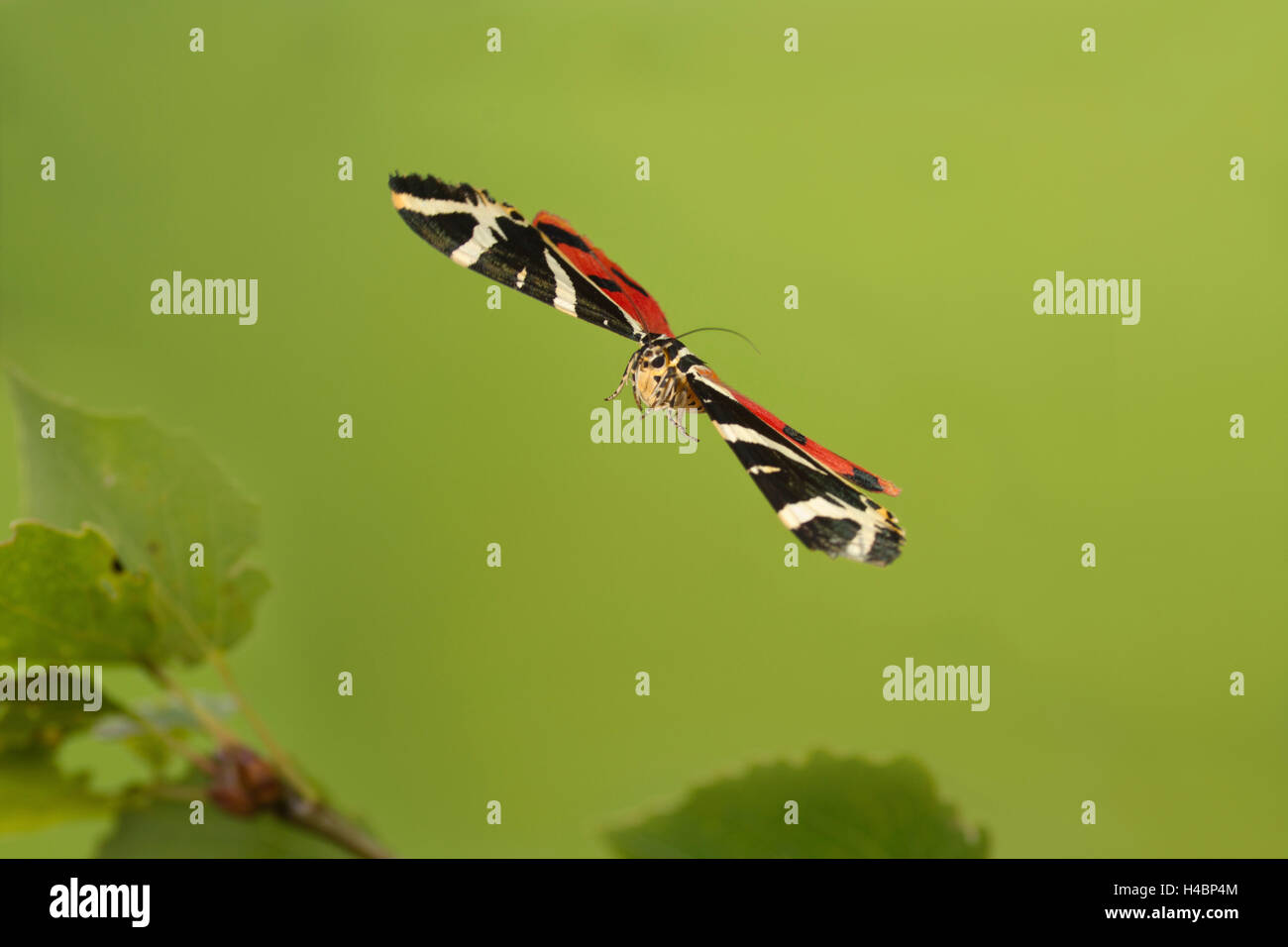 Butterfly, Jersey Tiger, Euplagia quadripunctaria, in flight Stock Photo