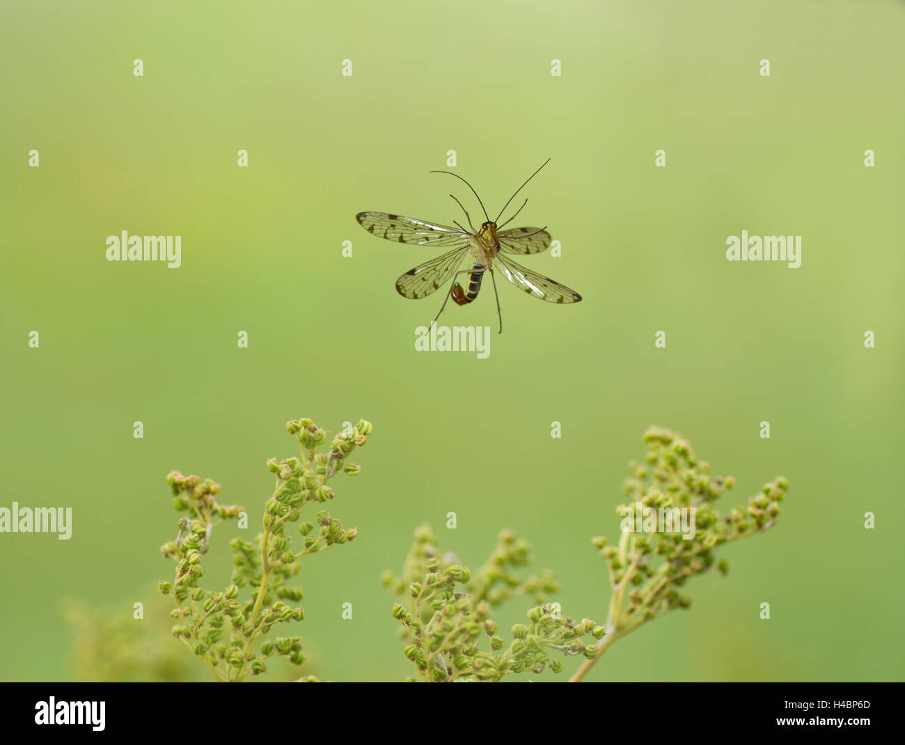 Common scorpionfly, Panorpa communis, in flight Stock Photo