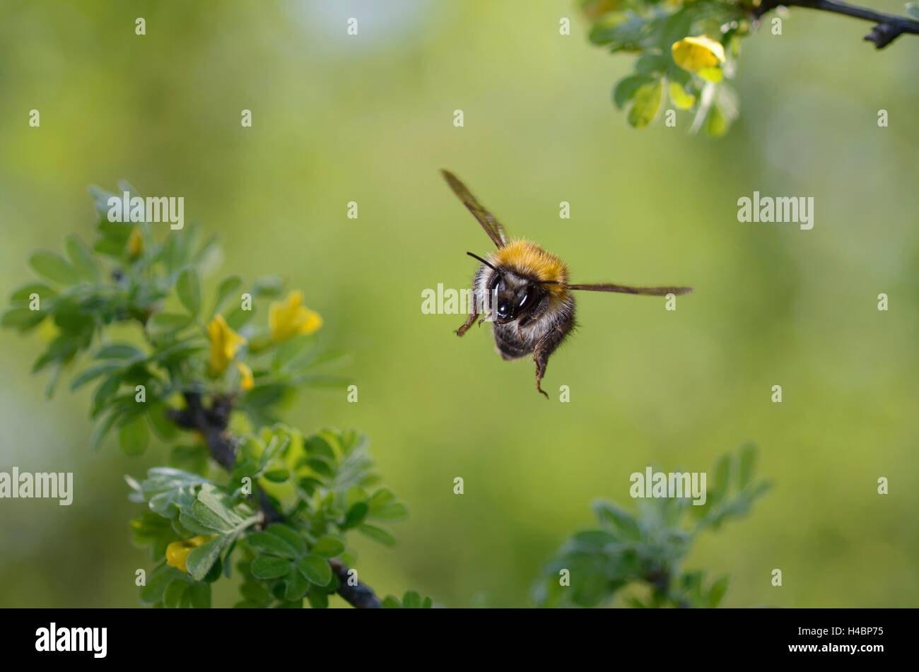 Common carder bee, Bombus pascuorum, in flight Stock Photo