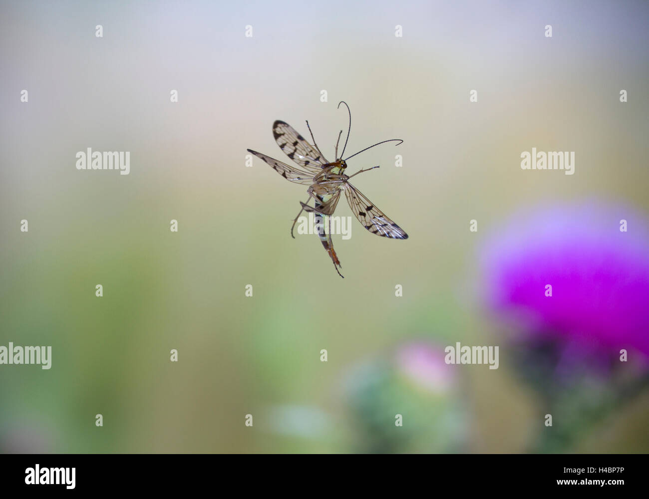 Common scorpionfly, Panorpa communis, in flight Stock Photo