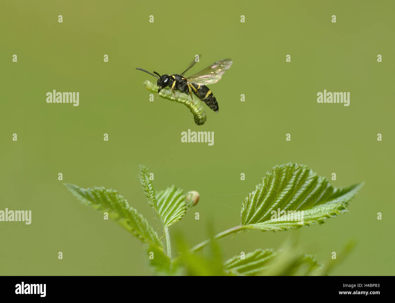 Potter wasp in flight Stock Photo Alamy