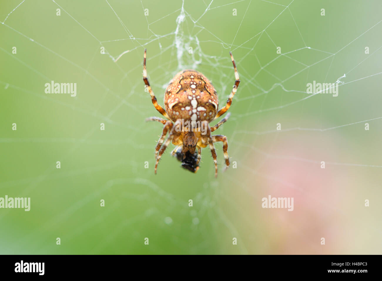 European garden spider, Araneus diadematus, cobweb, hanging, back view Stock Photo