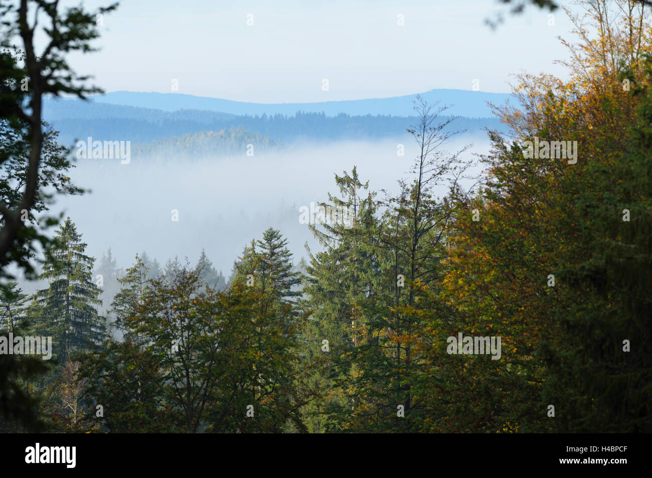 Landscape, mixed forest, tree tops, fog Stock Photo