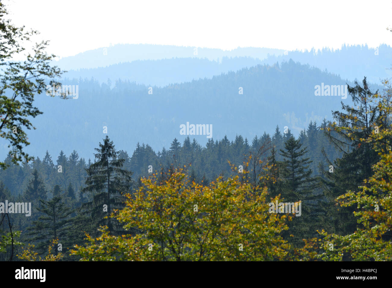 Landscape, mixed forest, tree tops, fog Stock Photo
