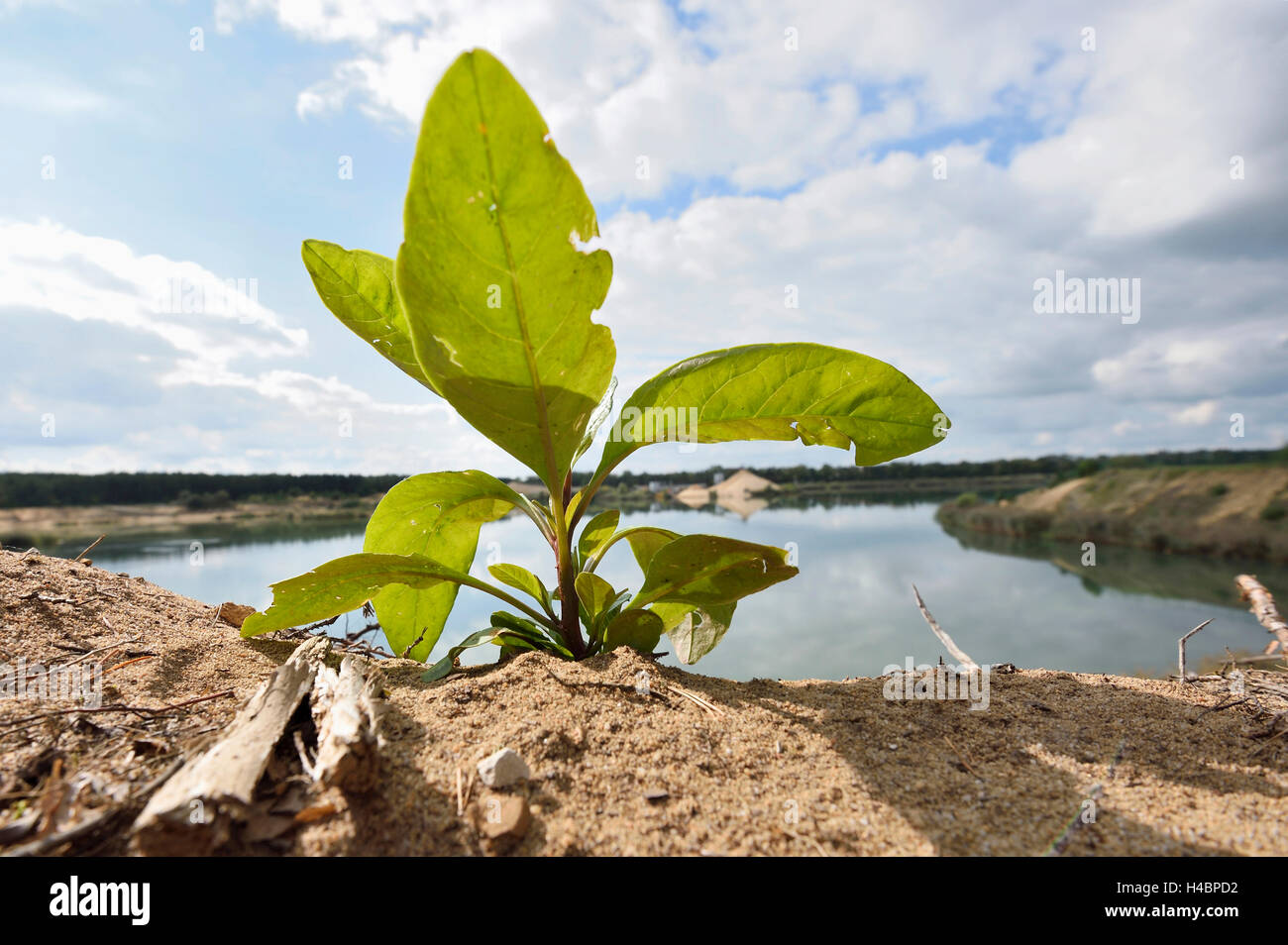 Plant, sandy soil, slope, growing Stock Photo Alamy