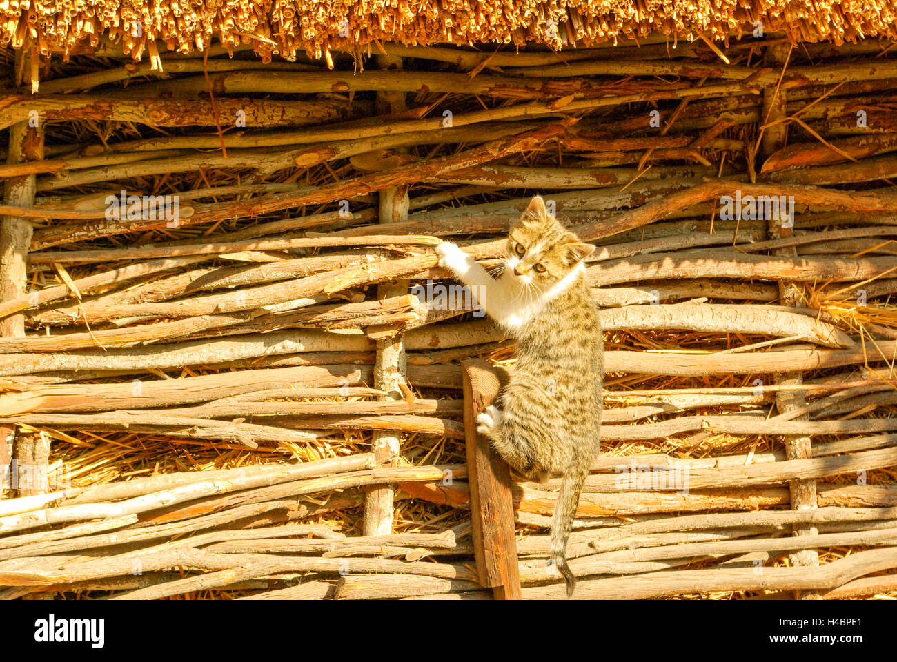 a cute little kitten climbing on a wooden fence Stock Photo - Alamy