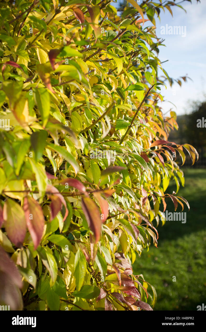 Leaves of a forsythia in autumn, Forsythia intermedia Stock Photo