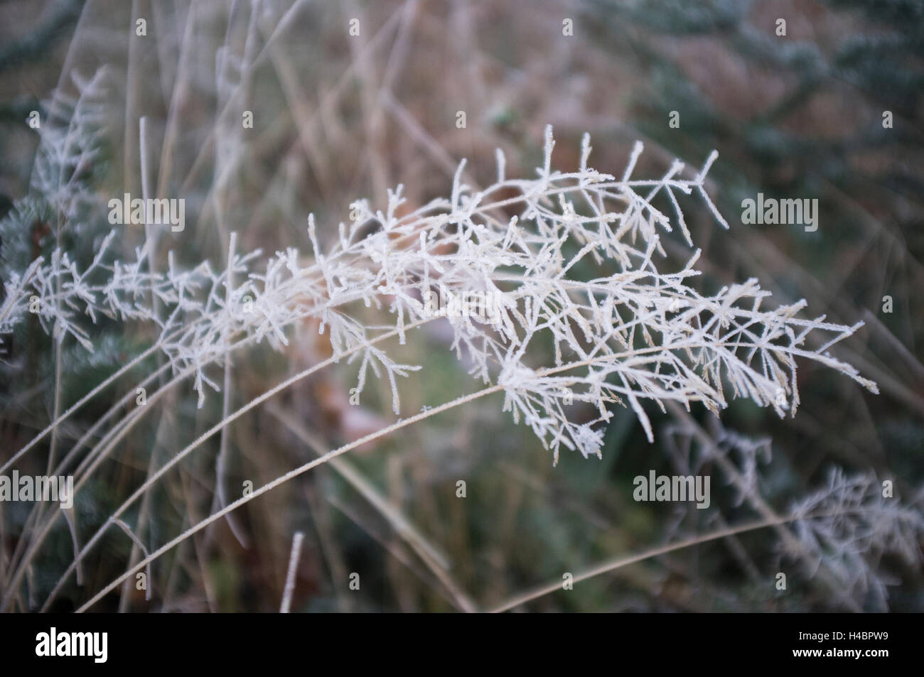 Plant covered frost in hi-res stock photography and images - Alamy