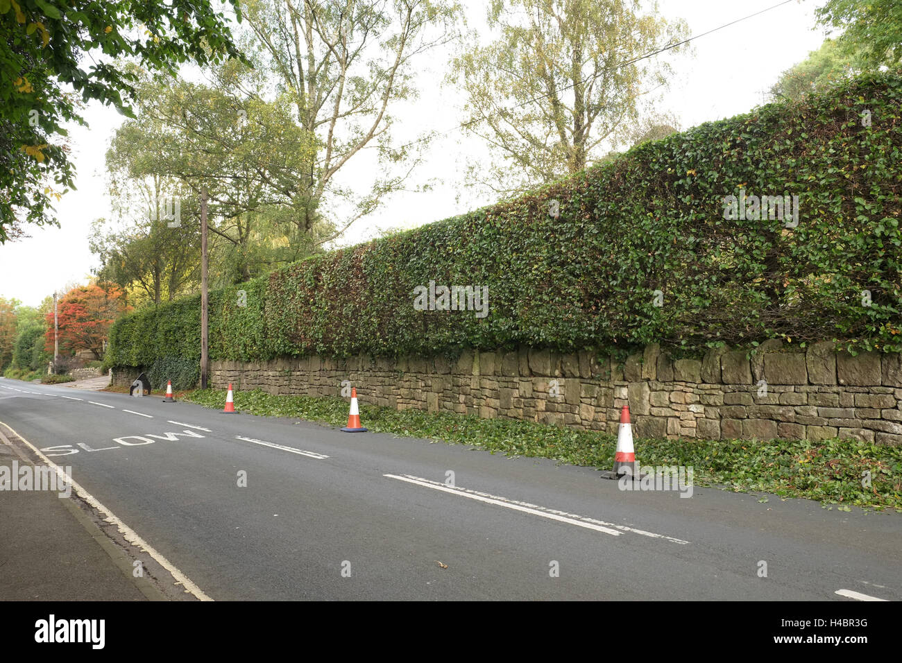 13th October 2016 - Road signs and traffic cones out during the trimming of a high hedge beside a busy road. Stock Photo
