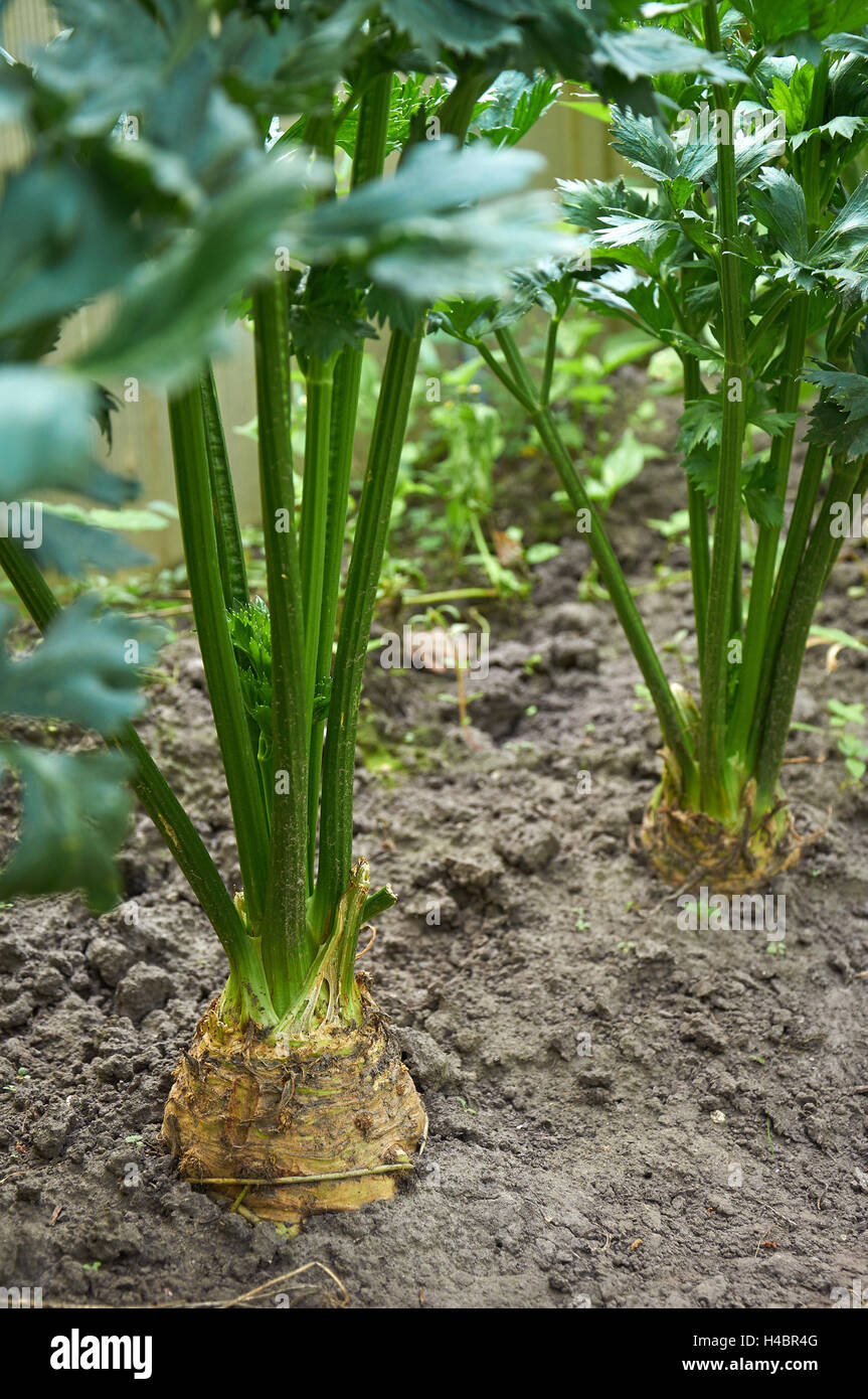 Two ripening root celery plants are growing Stock Photo