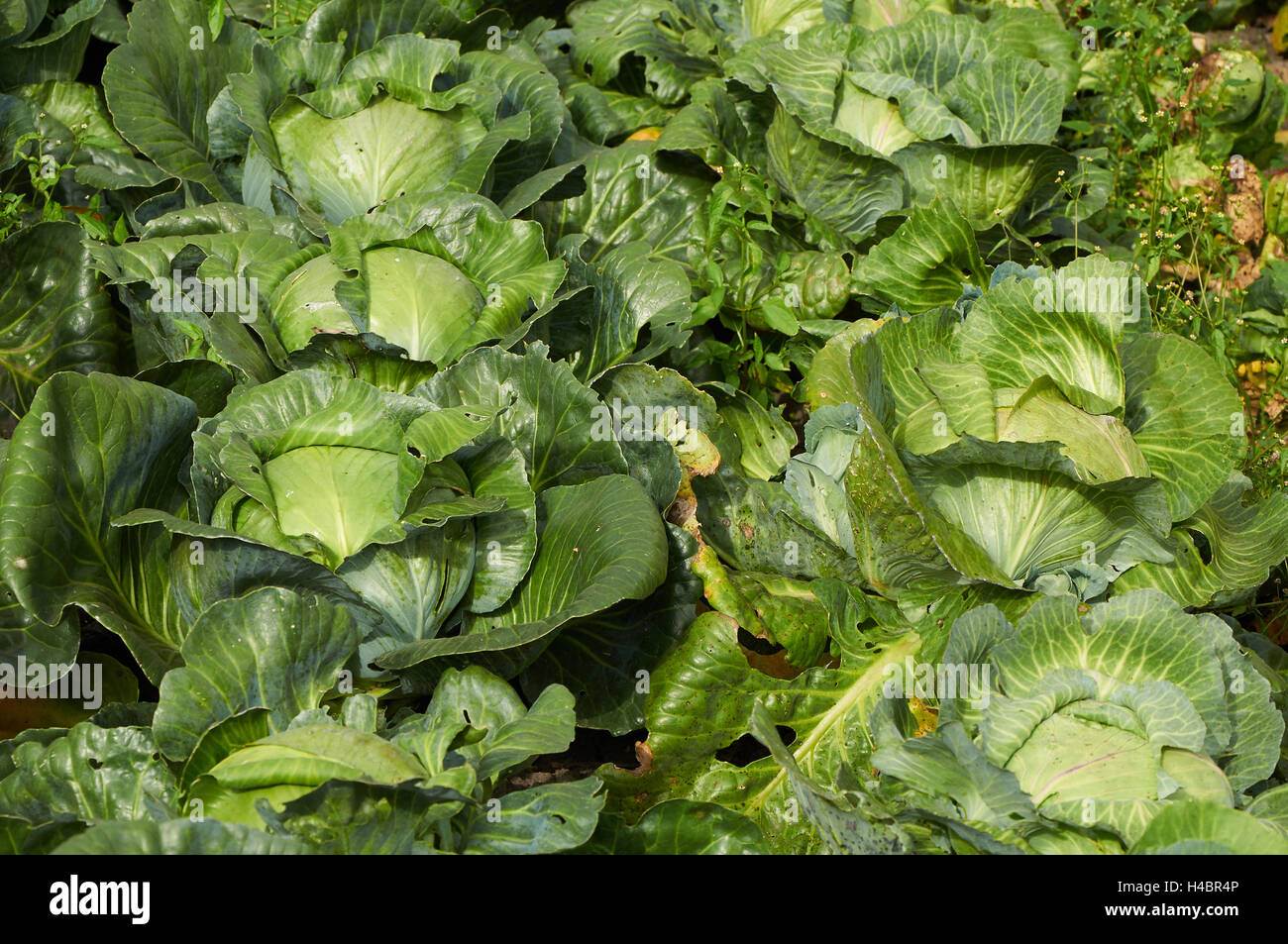 Rows of ripe cabbage on a vegetable garden Stock Photo - Alamy