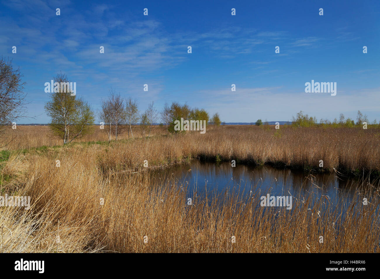 Bird sanctuary Karsiborska Kepa in the national park Wolin, island Wolin, West Pomeranian Voivodeship, Poland Stock Photo