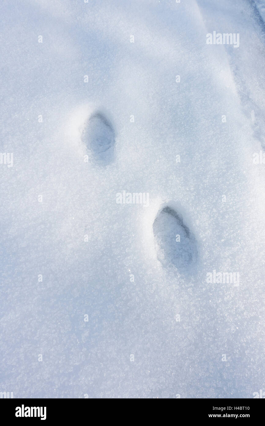 Paw prints in the snow Stock Photo Alamy