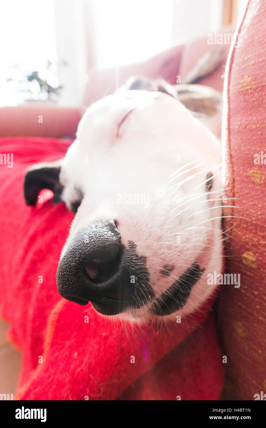 Nose of a sleeping dog Stock Photo