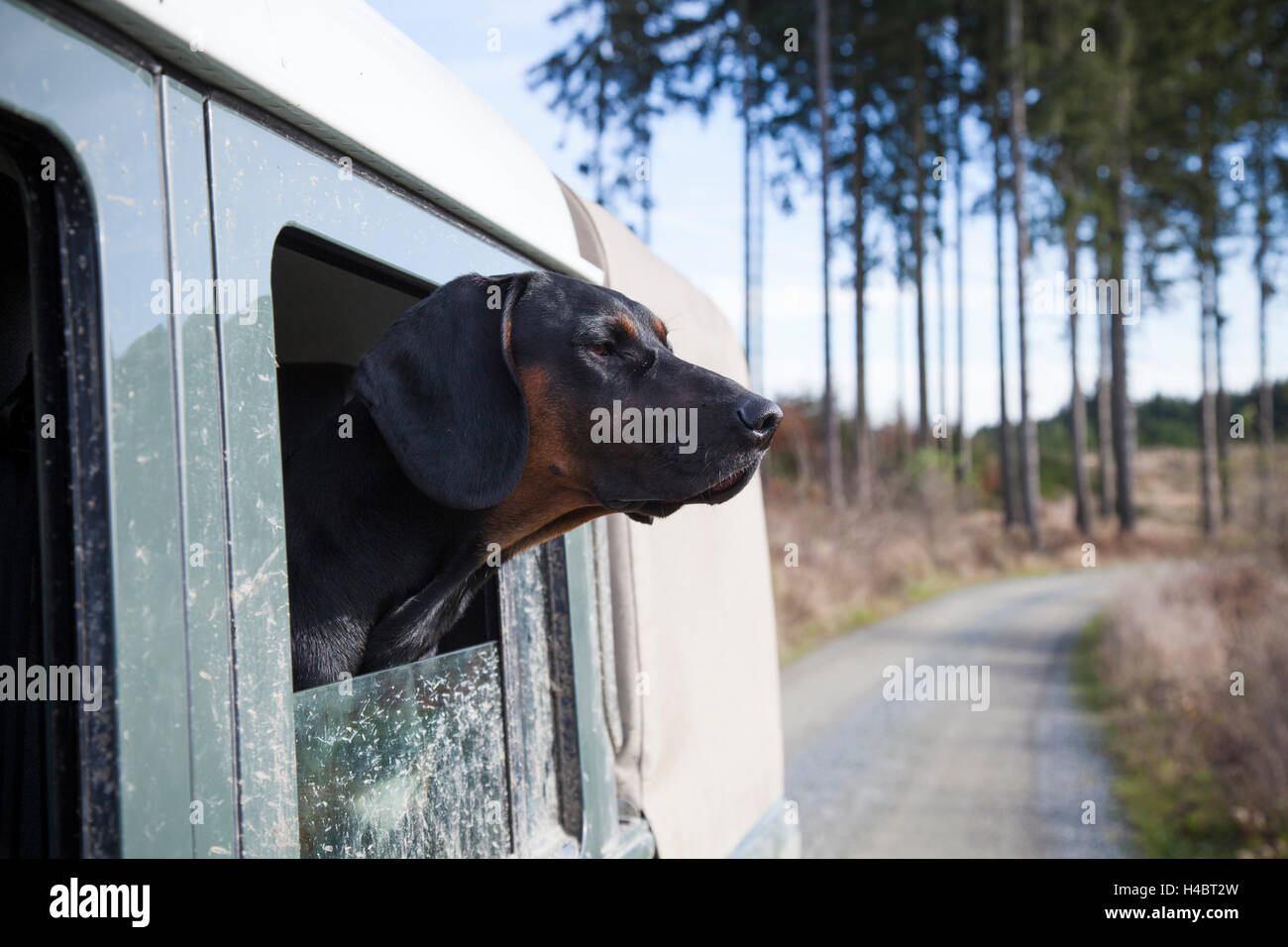 Dog, Polish Hound, looking out from a sport utility vehicle window Stock Photo