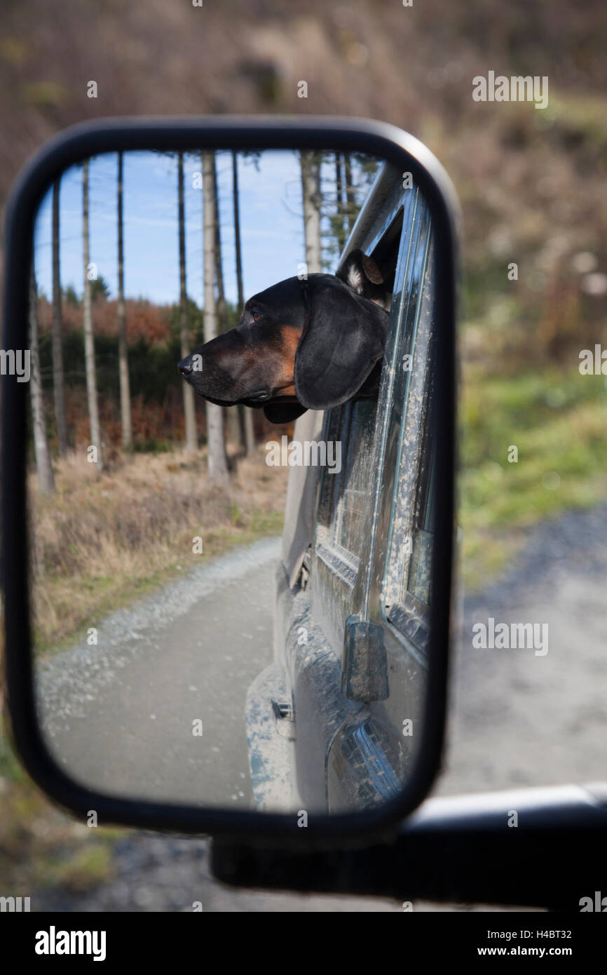 Dog head of a Polish Hound looking out of the window Stock Photo