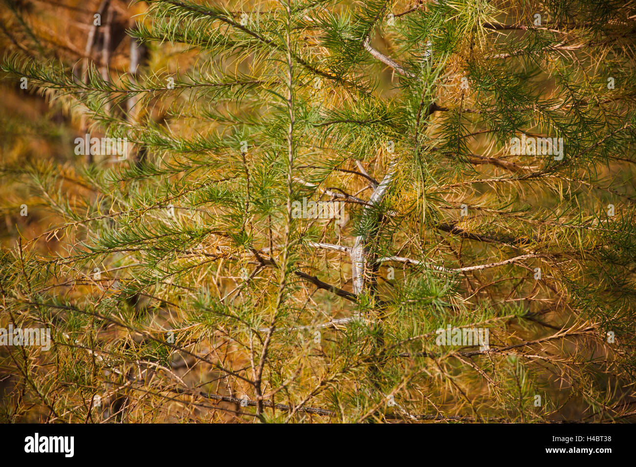 Larch in autumn with golden needles Stock Photo