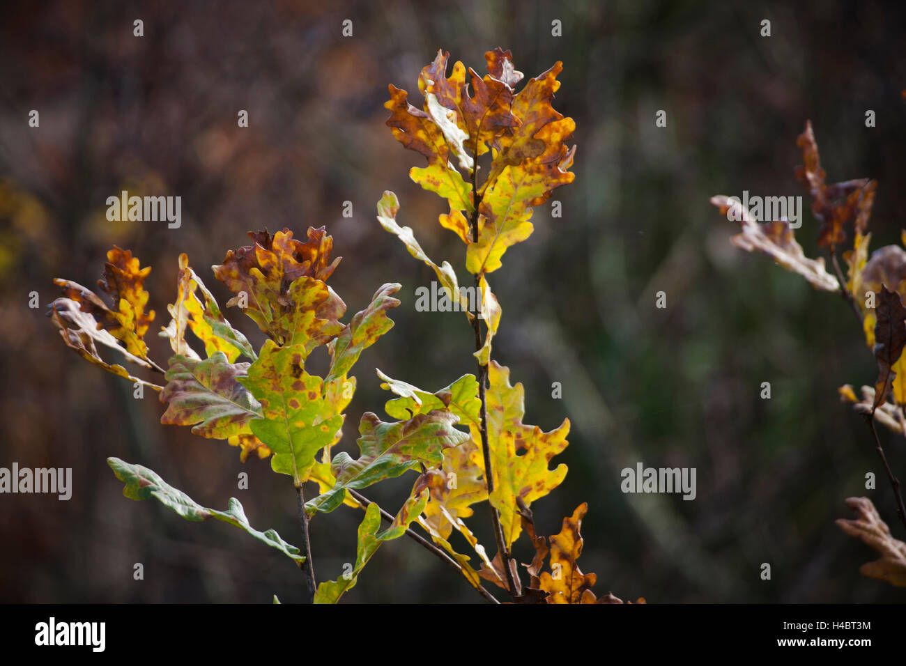 Oak leaf in autumn Stock Photo