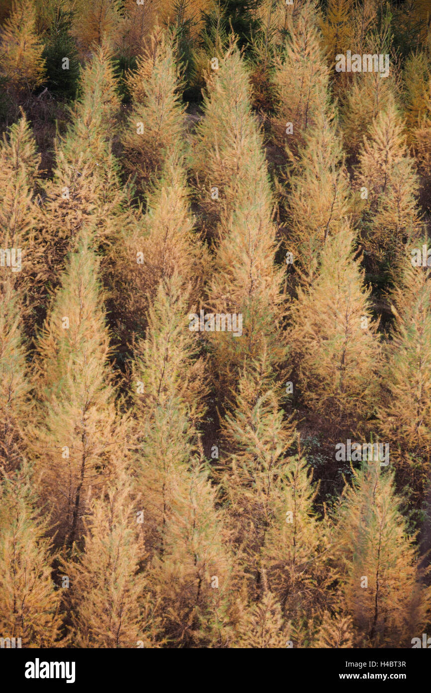 Larch in autumn with golden needles Stock Photo