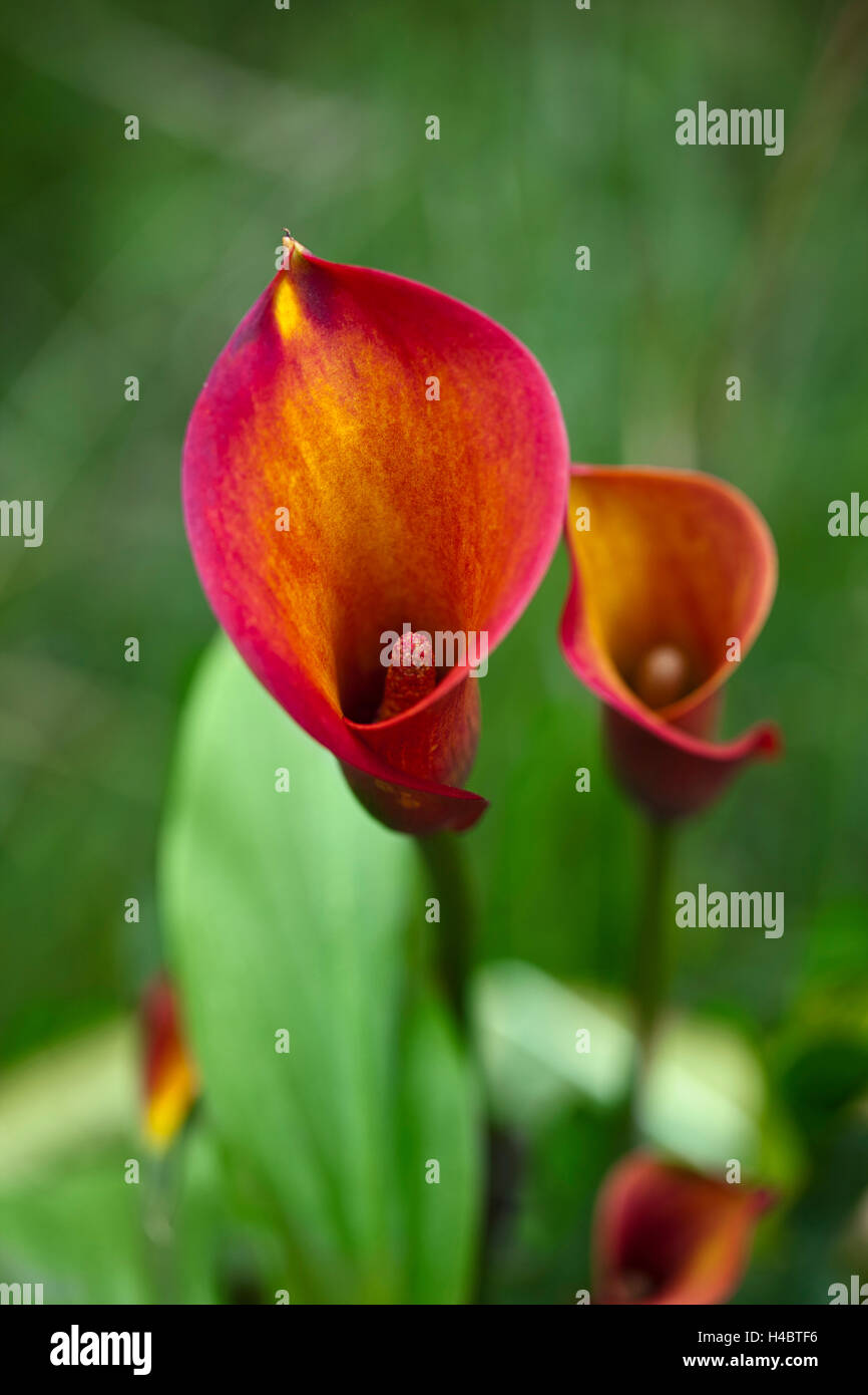 red Calla blossom Stock Photo - Alamy