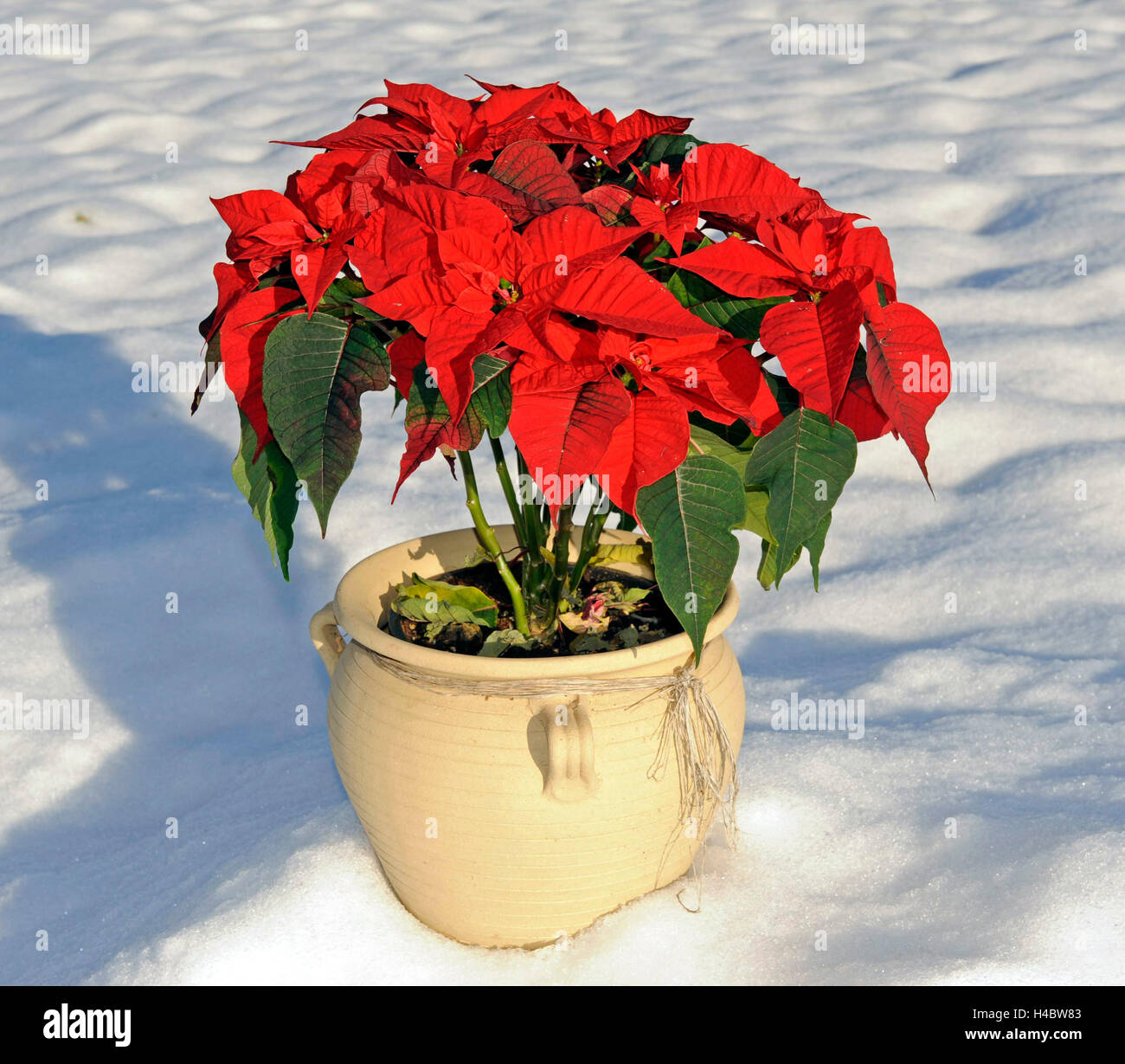 The poinsettia, also known as Christmas Star, potted plant in the snow  Stock Photo - Alamy