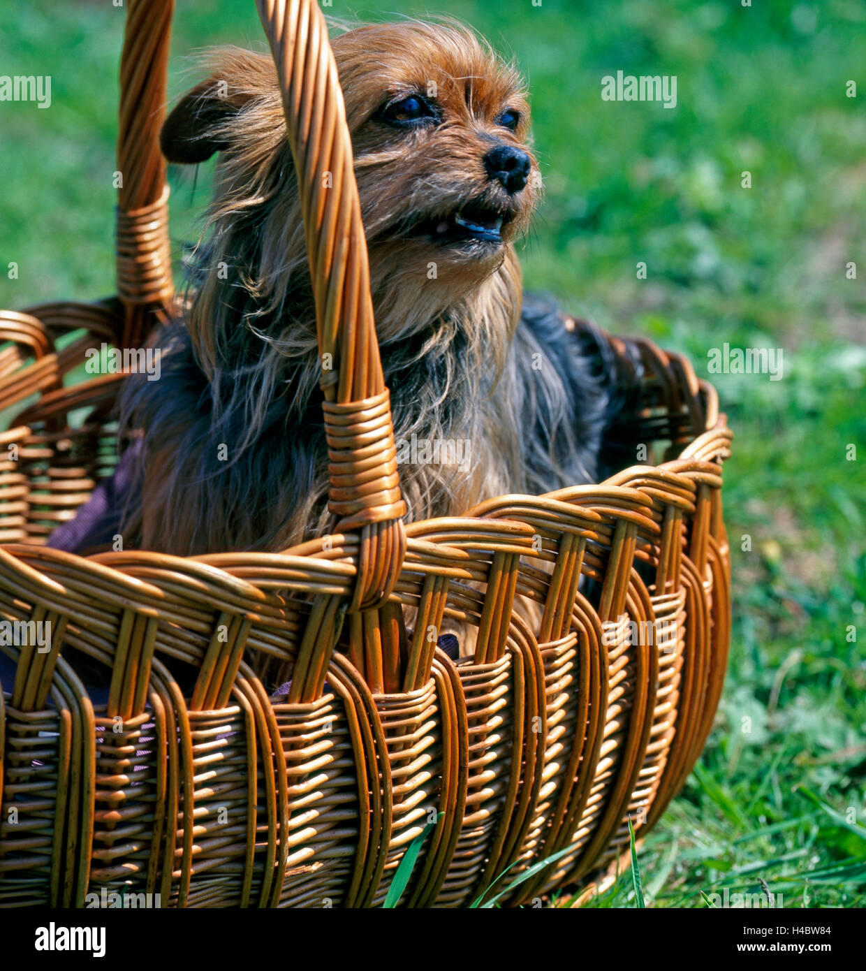 Yorkshire terrier in the basket, Stock Photo