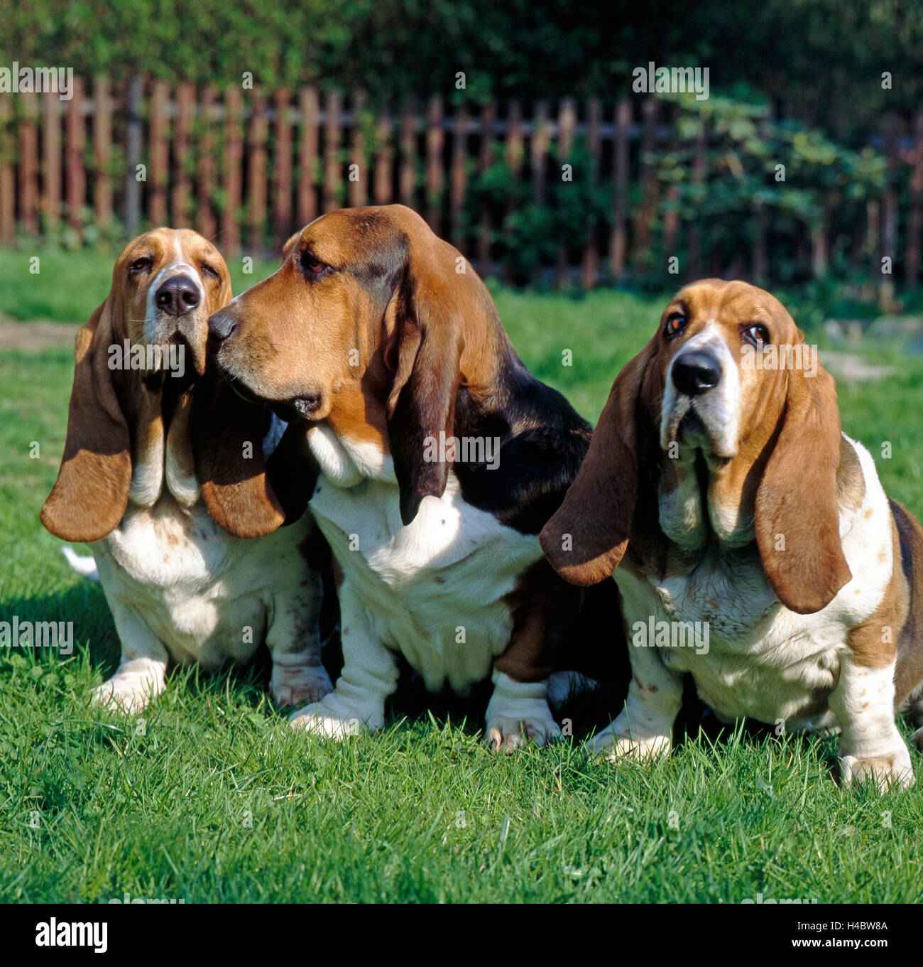 Three bassets Hounds, French hounds with big floppy ears, Stock Photo