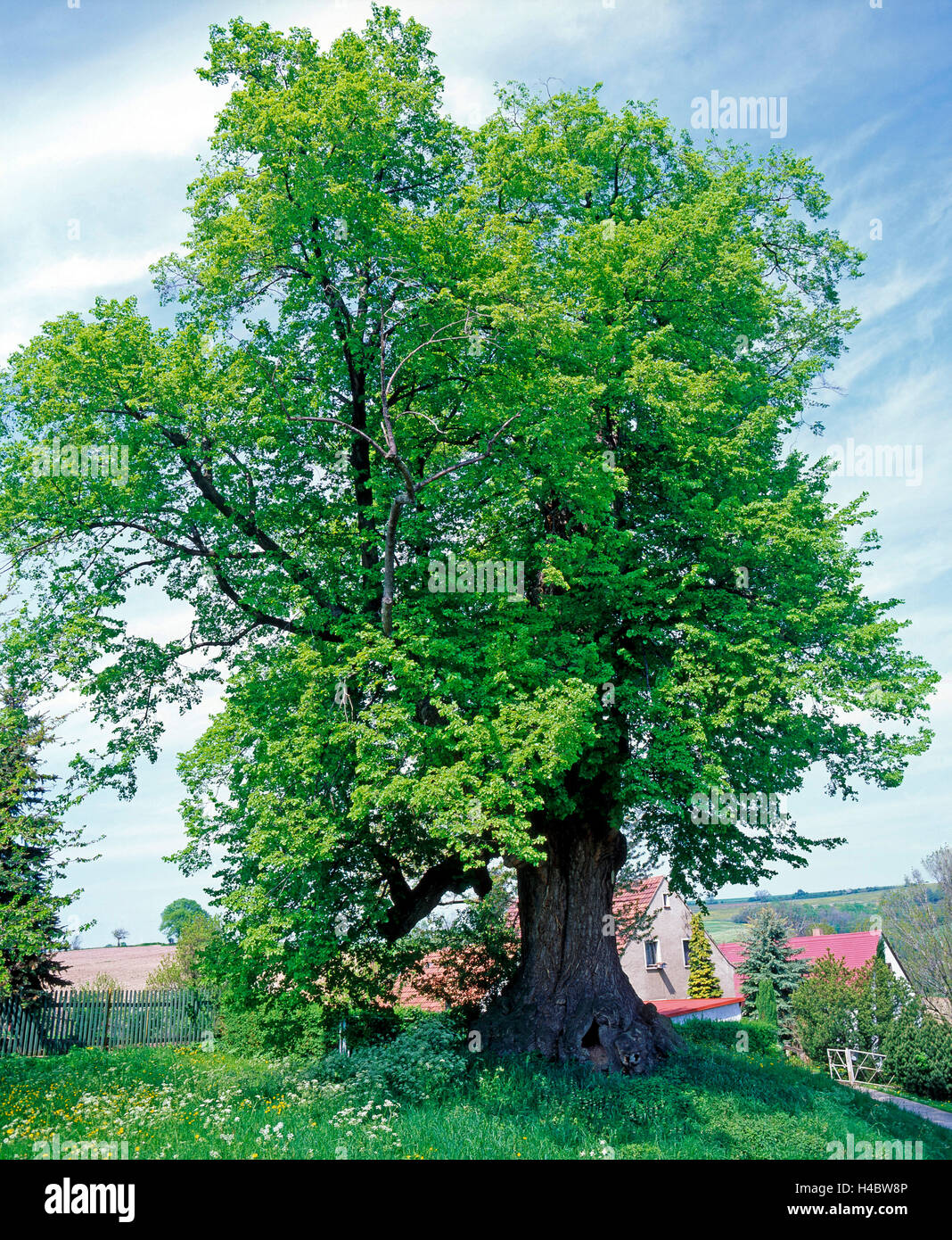 impressive Small-leaved Lime in Kautzsch near Meissen, Tilia cordata, 600 years old, today as a natural monument under protection, was planted around 1450. Stock Photo