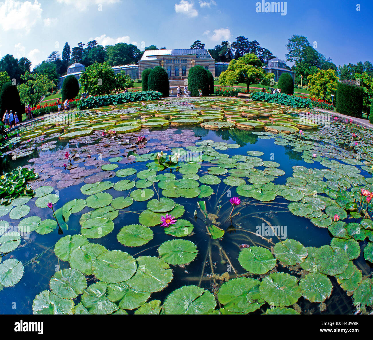 Water lily pond, Maurischer garden, Wilhelma Stuttgart, lushly overgrown, blossoming lotuses, giant swimming leaves, Victoria amazonica, other water lilies Stock Photo